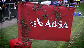 Major buzzkill as bees delay Currie Cup Semi Final kick off